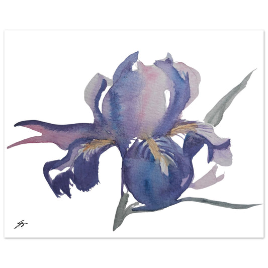 Purple Iris Watercolor Wall Poster Original Watercolor by Sharon Tiger - Fur, Feathers and Flowers